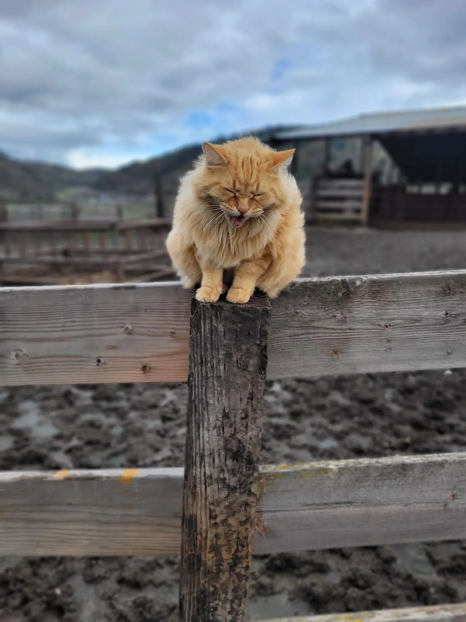 Fluffy cat sitting on wooden fence outdoors.