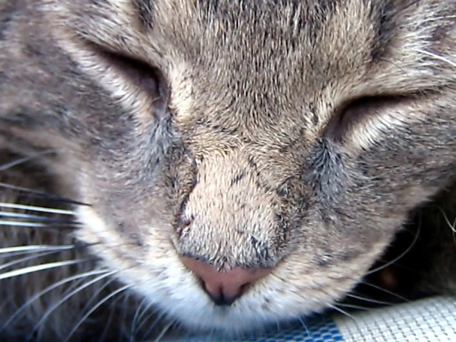 Cat sleeping with eyes closed, close-up.