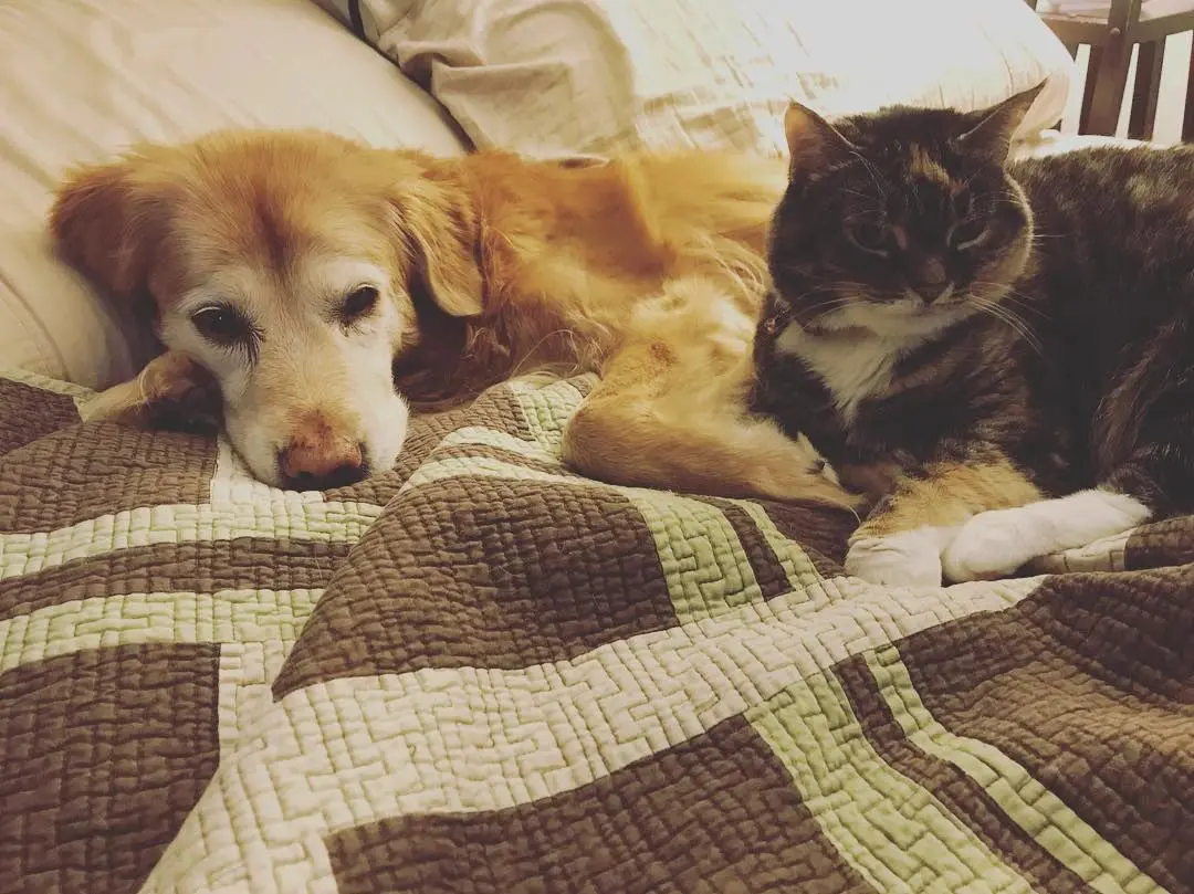 Dog and cat resting on a bed.