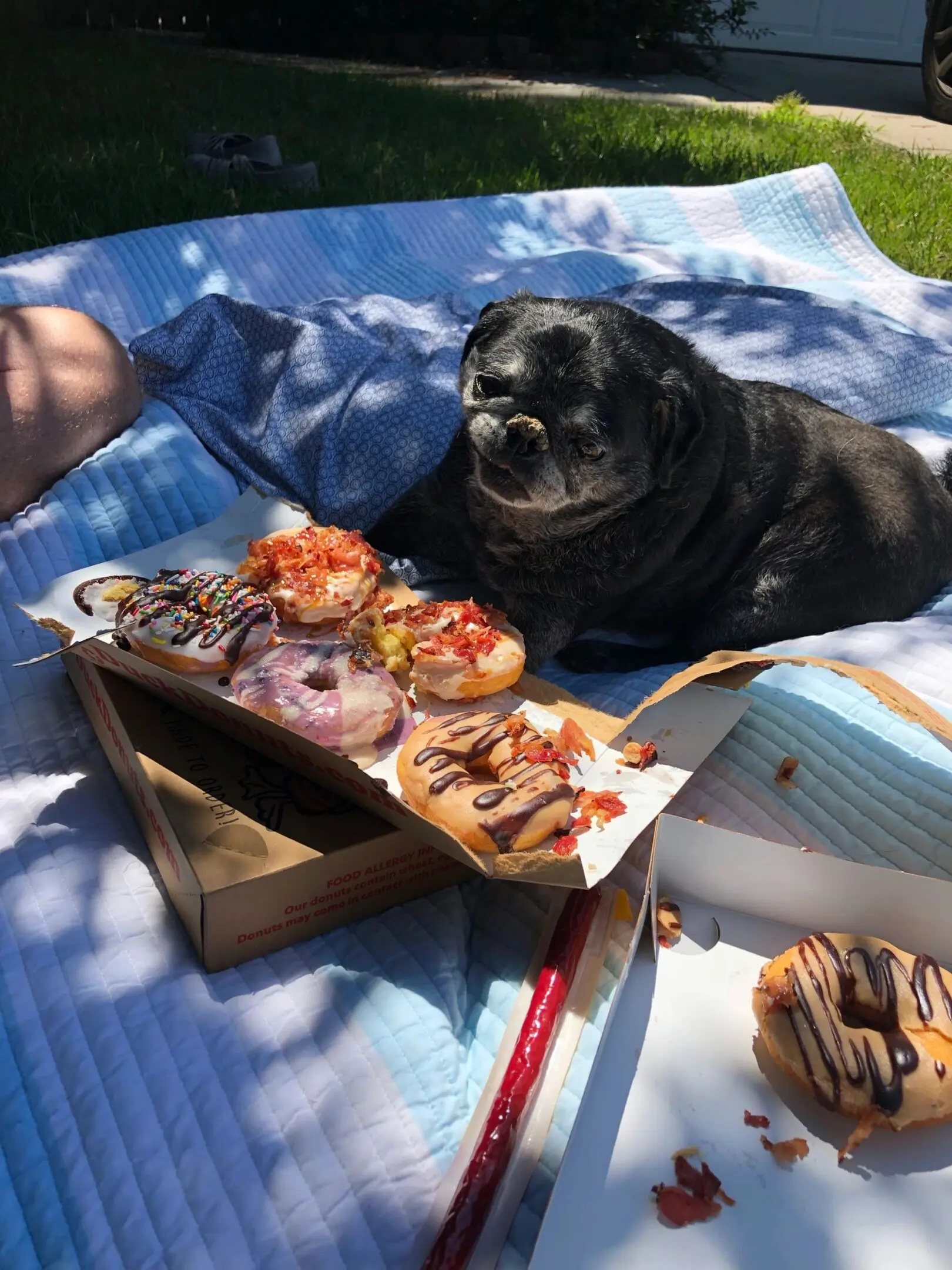 Dog on picnic blanket with assorted donuts.