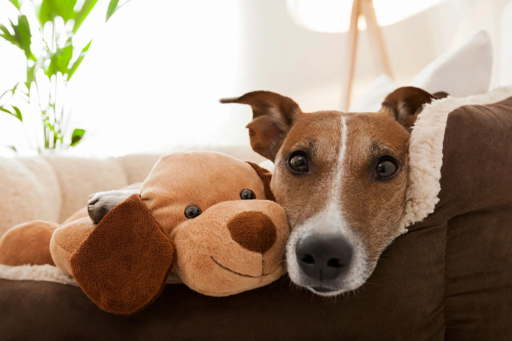 Dog cuddling with a stuffed animal toy.