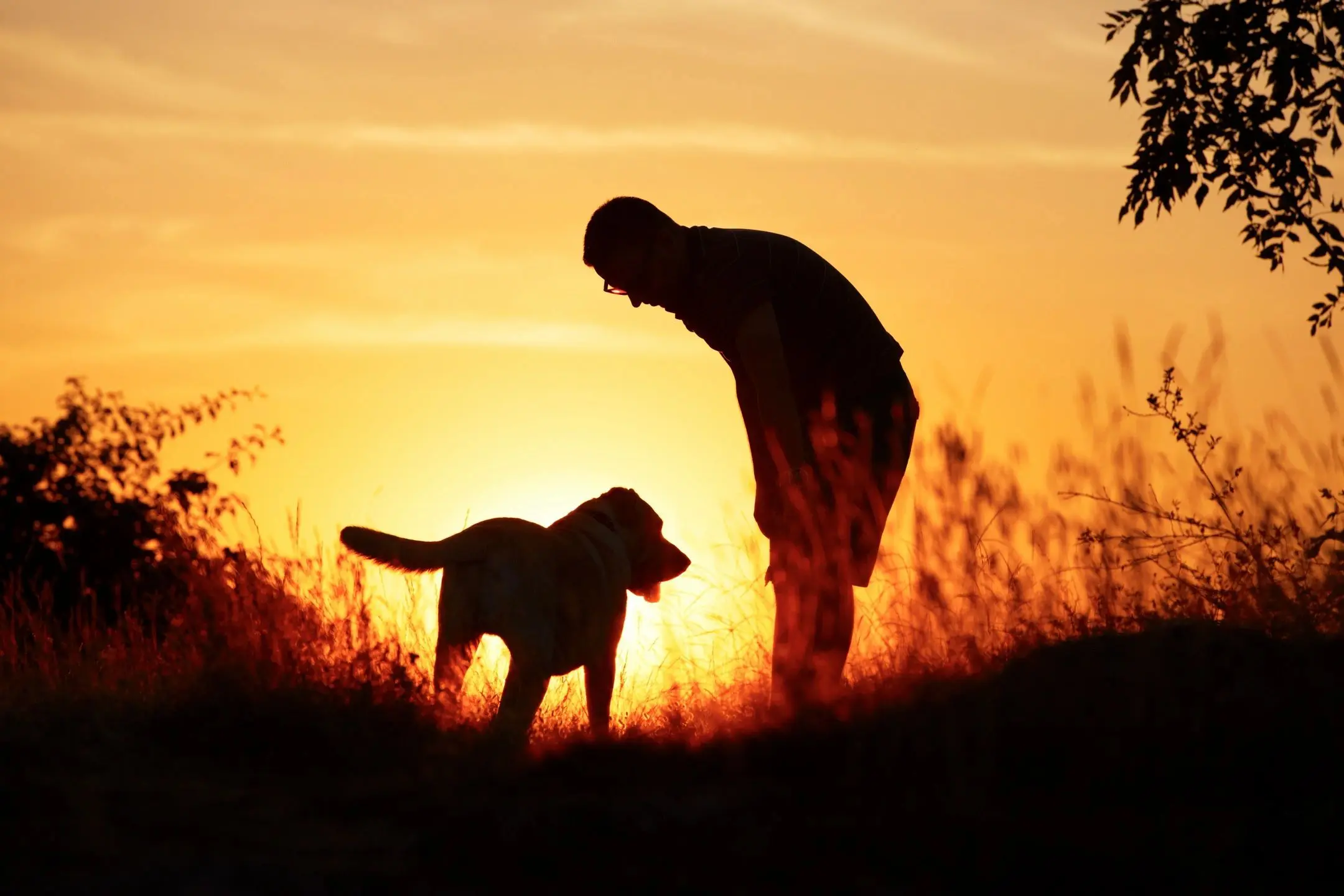 Silhouette of person and dog at sunset.