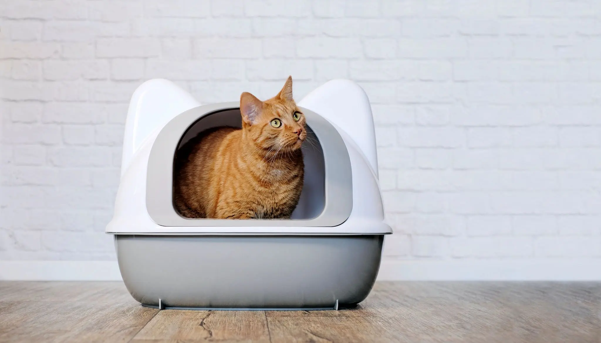Orange cat sitting in a litter box.