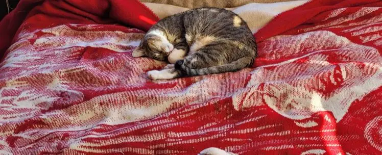 Sleeping cat on red patterned blanket.