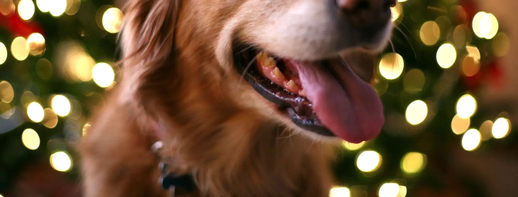 Smiling dog with festive lights background.