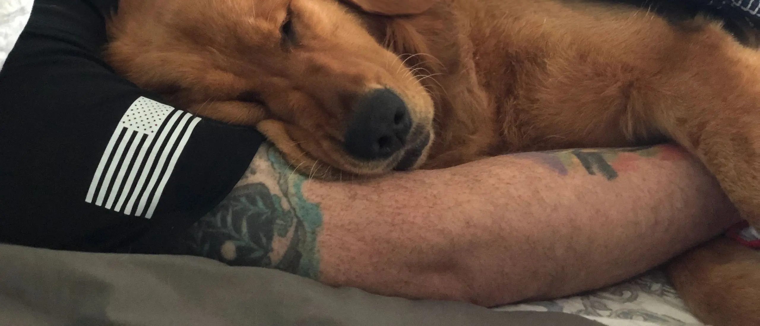 Dog sleeping on tattooed person's arm.