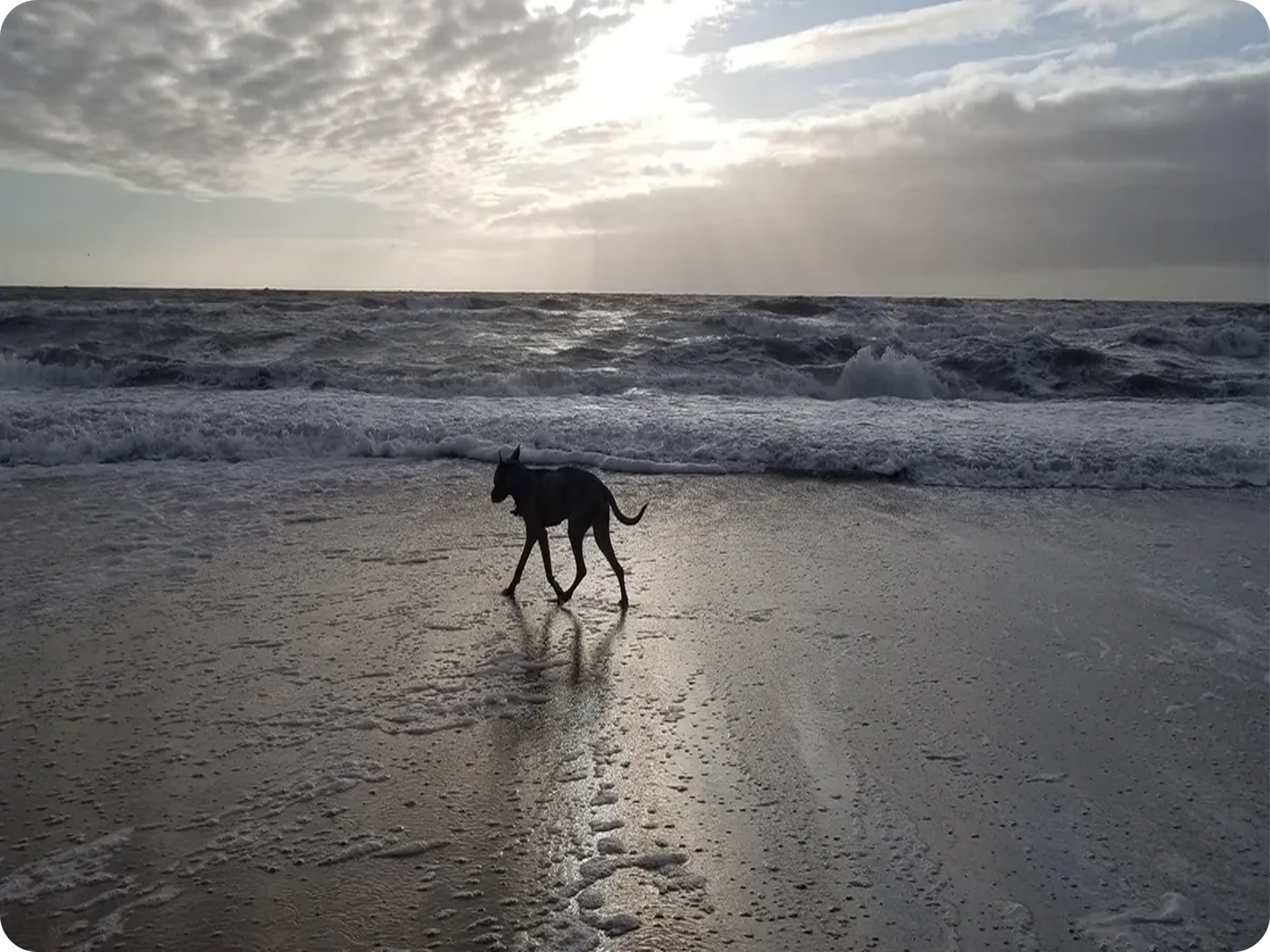 Dog walking on a beach at sunset.