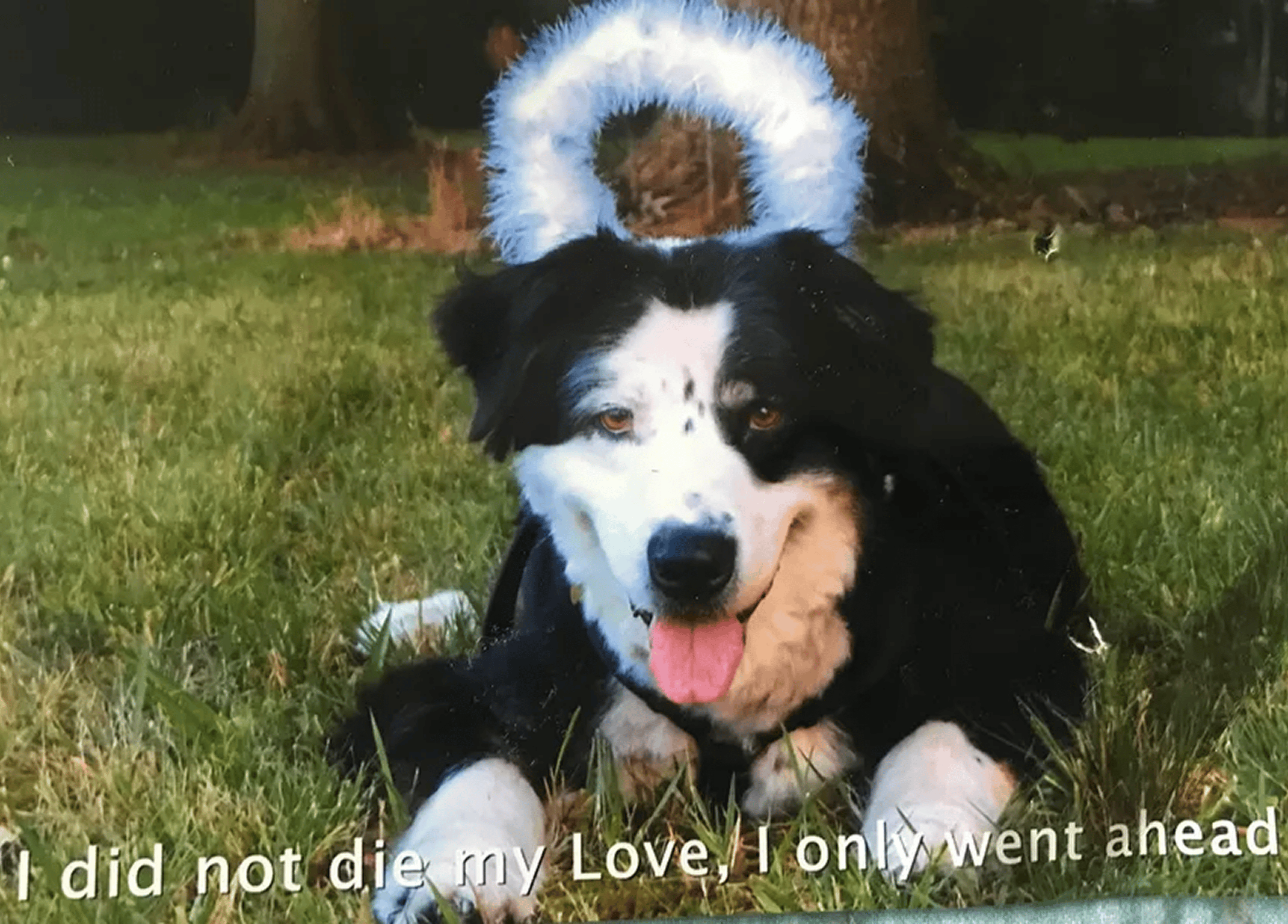 Dog with halo lying on grass, text overlay.