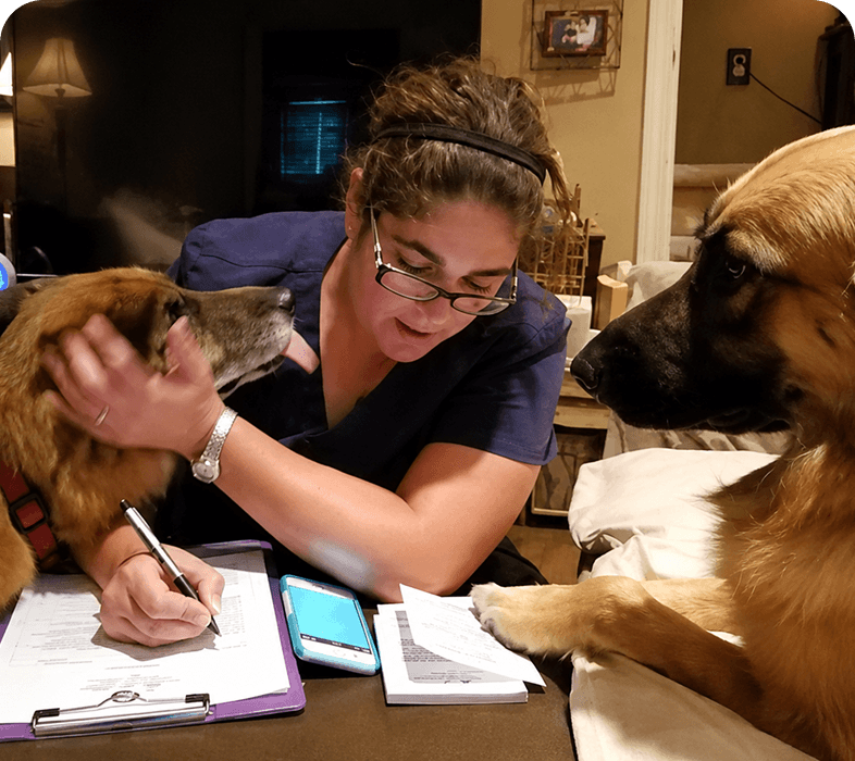 Woman working with two attentive dogs nearby.