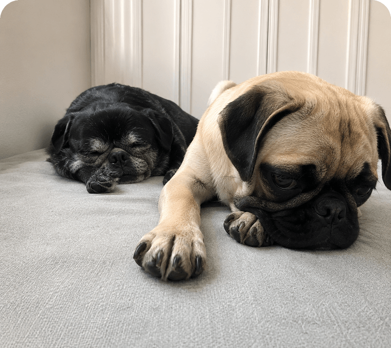 Two pugs resting on a soft surface.