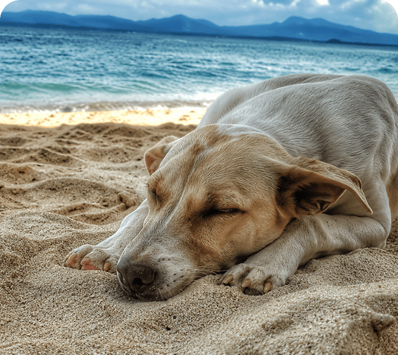 Dog sleeping on sandy beach by ocean.