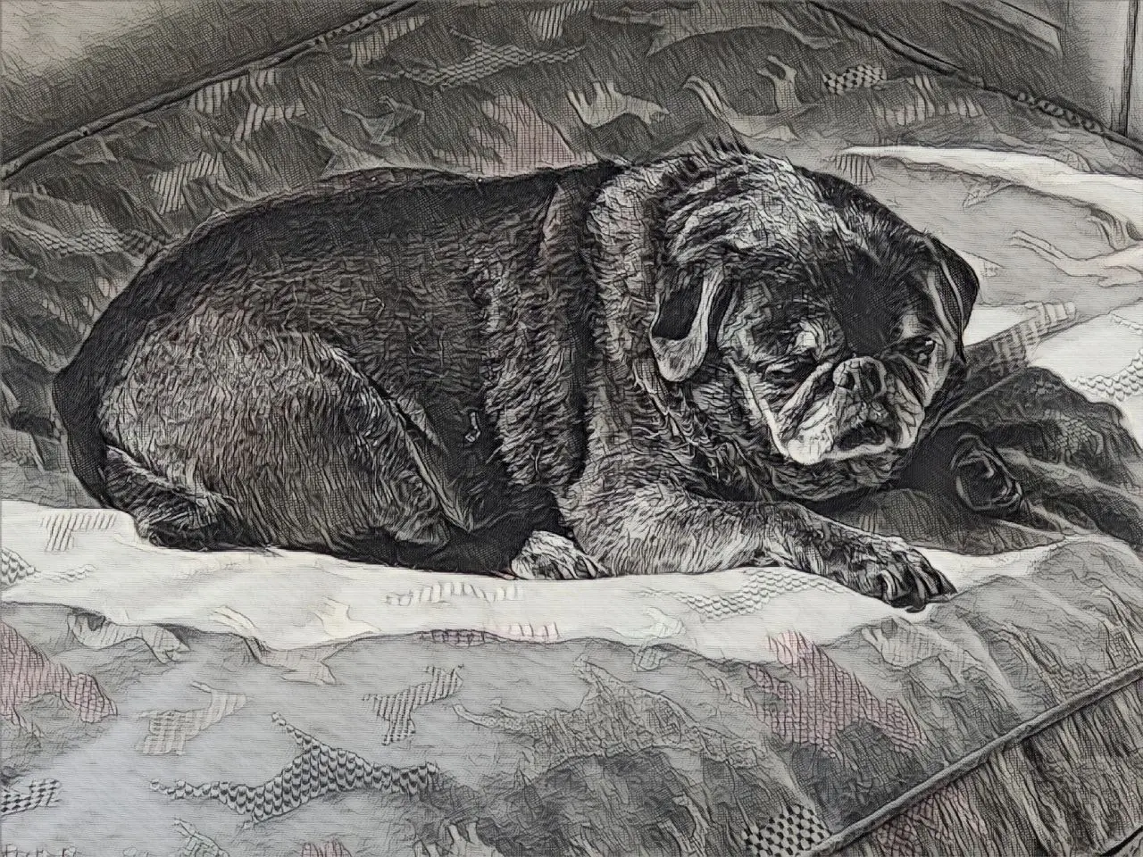 Sleeping pug on patterned blanket.