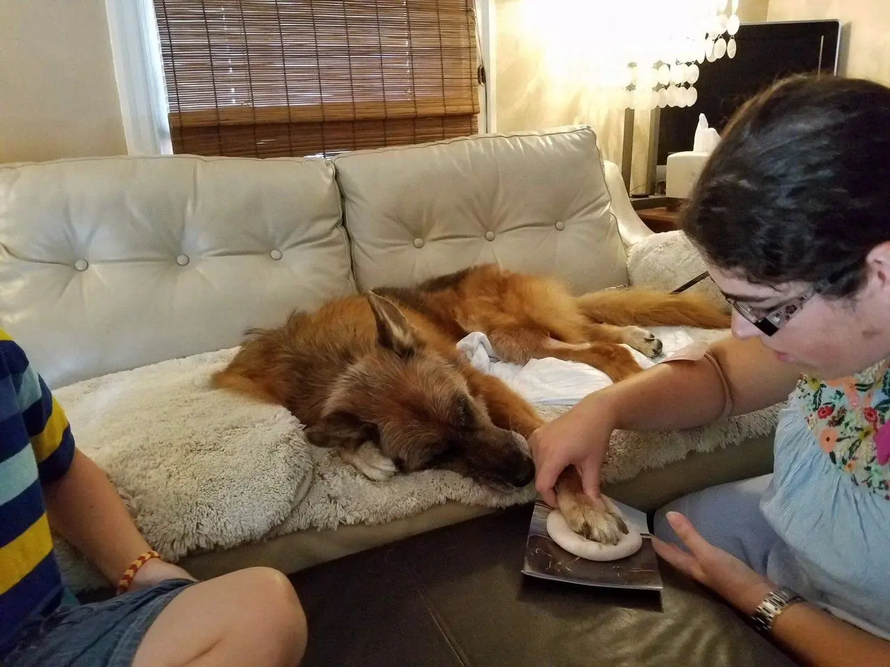 Dog resting on couch with people nearby.
