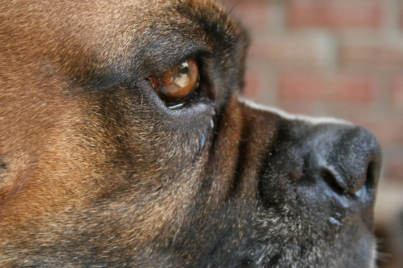 Close-up of a dog's eye and nose.