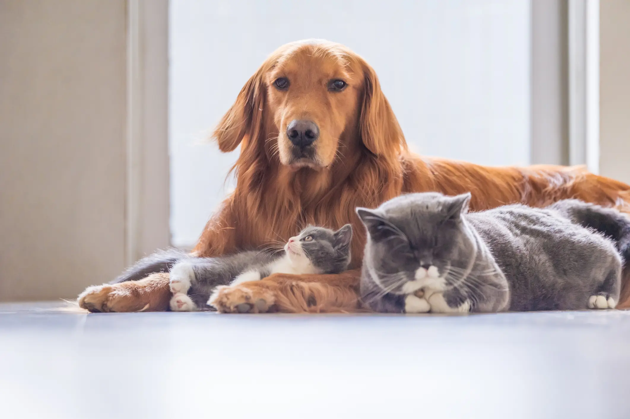 Angel Pets