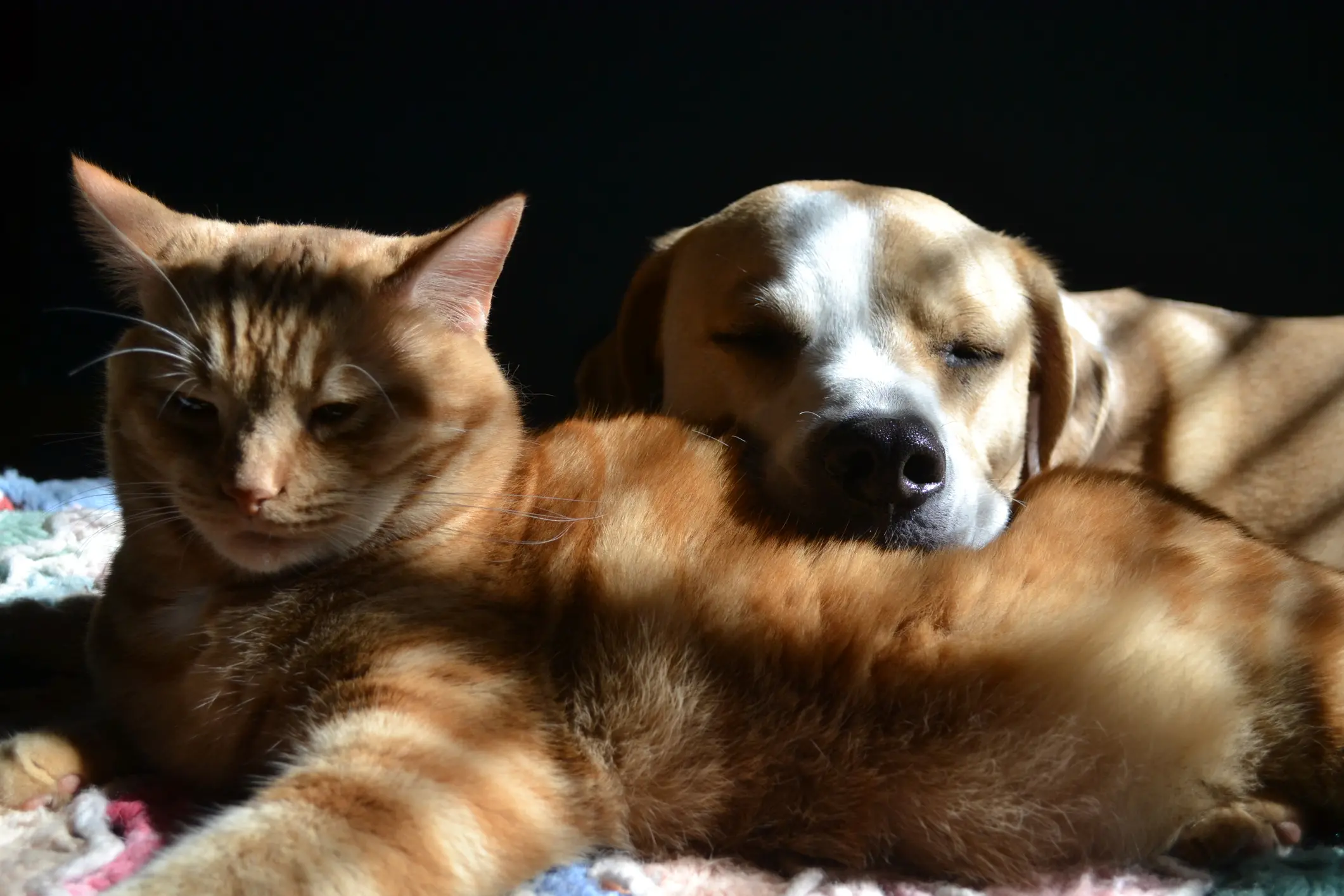 Two friends were taking an afternoon nap, when the sun shined through the blinds.