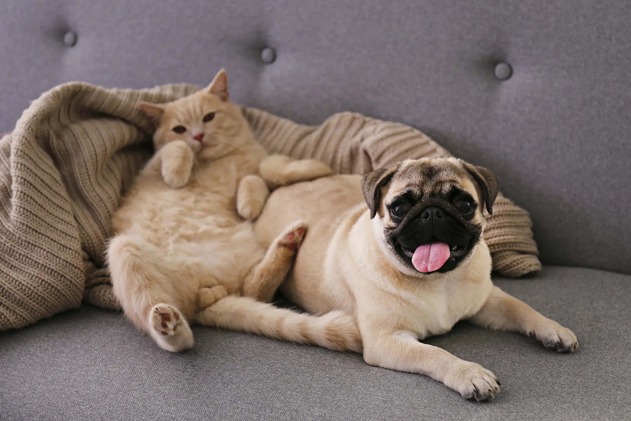Funny cant and dog couple at home.