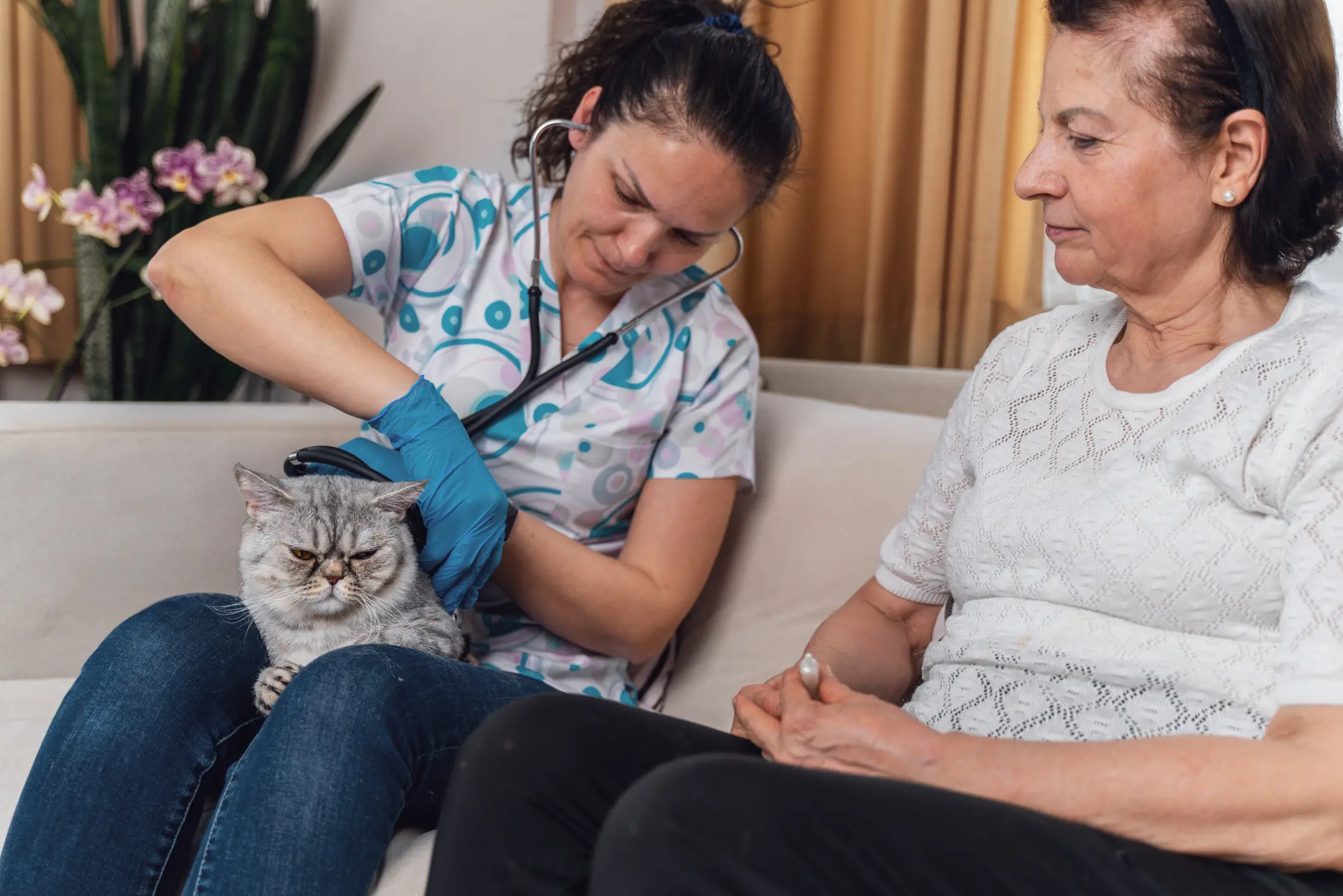 Young female veterinarian visiting cat at home and examining her