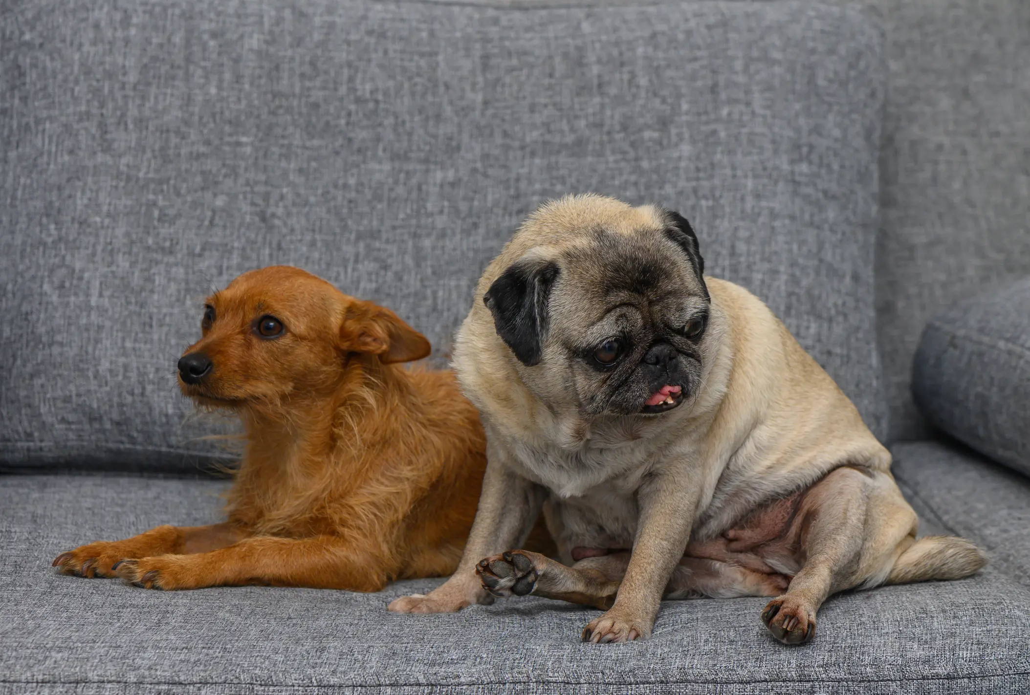 Old Pug and Red Miniature Pinscher Sitting on Gray Sofa