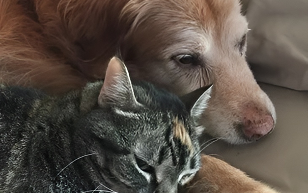 Cozy nap with dog and cat duo