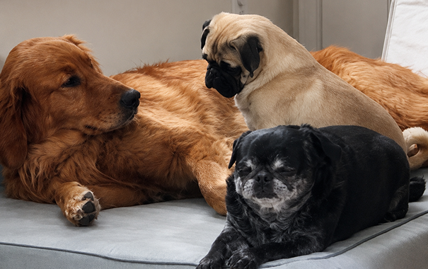 Three dogs relaxing on a couch