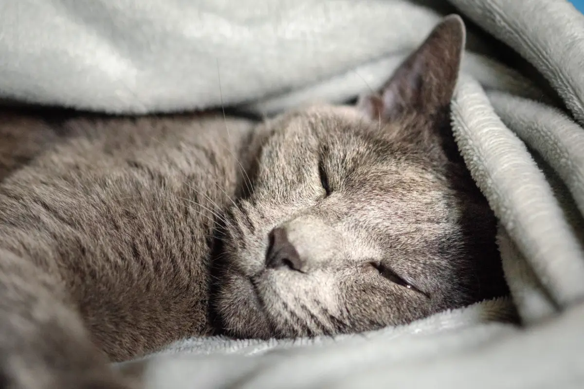Peaceful gray cat resting comfortably